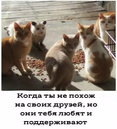 Смешная картинка №495476