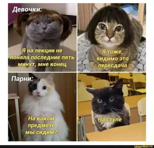 Коты захватили университет! 🐈🎓 - Девочки: Я на лекции не поняла последние пять минут, мне