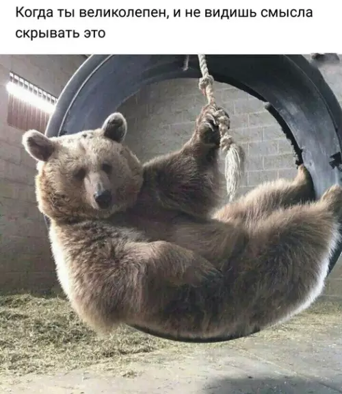 Смешная картинка №328793 животные