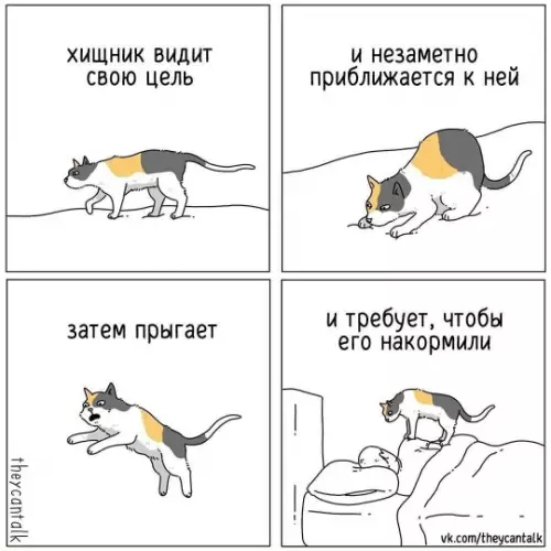Смешная картинка №784781 Коты