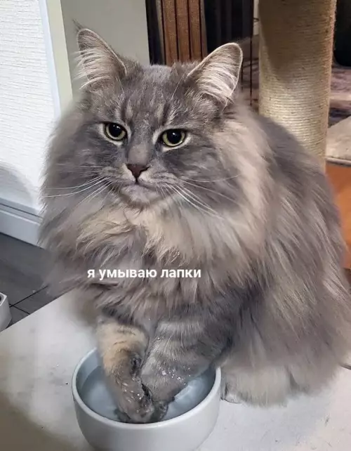 Смешная картинка №667314 Всё коты