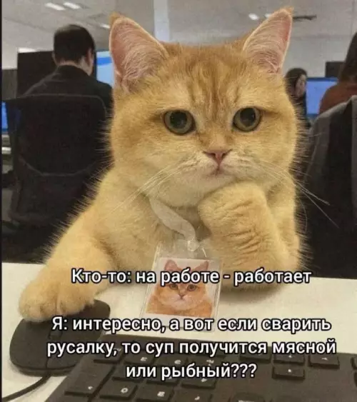 Кот и размышления о супе