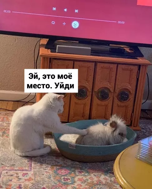 продолжение Смешная картинка №583594 животные