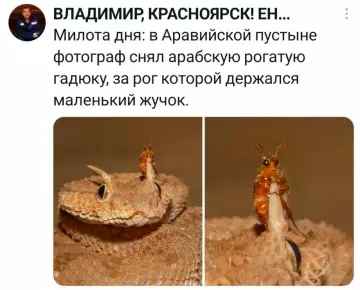 Милота зашкаливает! 🐍🐞 - Милота дня: в Аравийской пустыне фотограф снял арабскую рогатую гадюку,