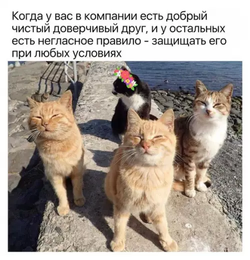 Смешная картинка №254169