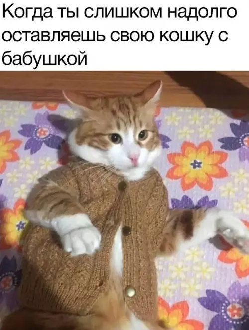 Смешная картинка №708827 кошки, бабушки