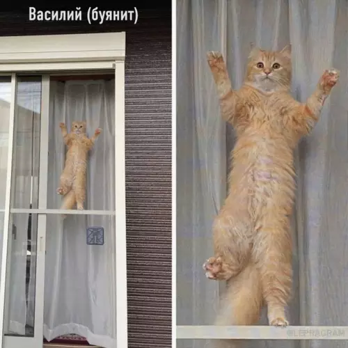 Смешная картинка №686201 Hacтpoeниe: Вacилий