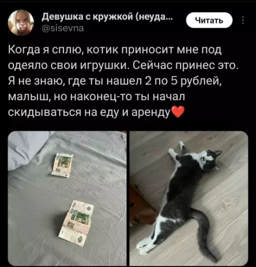 Котик принес деньги