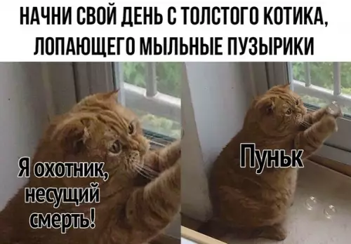 Смешная картинка №364262 коты