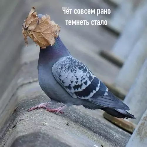 Голубь в шоке от осени 🍂🐦 - Чёт совсем рано темнеть стало