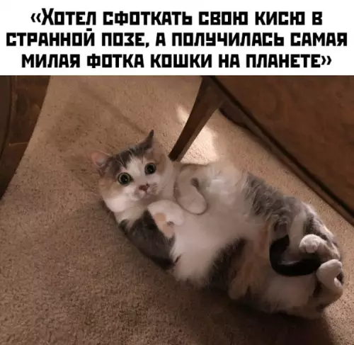 Смешная картинка №439729 Воздушную пироженку вам в ленту под вечер