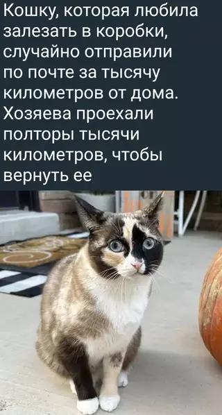 Смешная картинка №721293 Любившую залезать в коробки кошку случайно увезли за тысячу километров от дома. Но всё закончилось хорошо. Кошки
