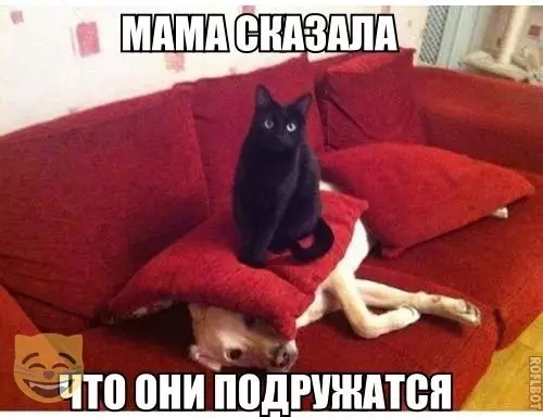 Смешная картинка №478221 #приколы #картинки #мемы ?