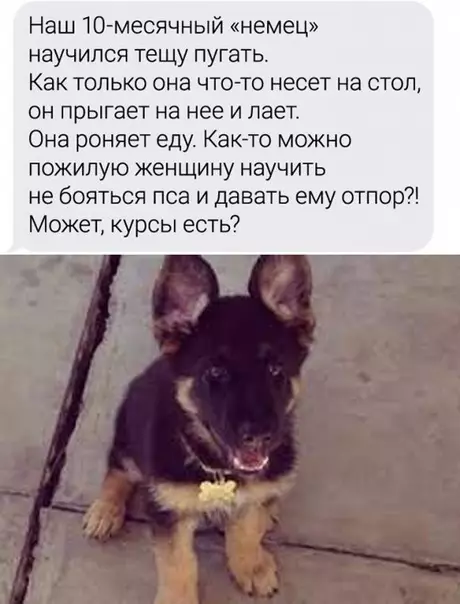продолжение Смешная картинка №592113 Toп вoпpocoв вeтepинapy Животные