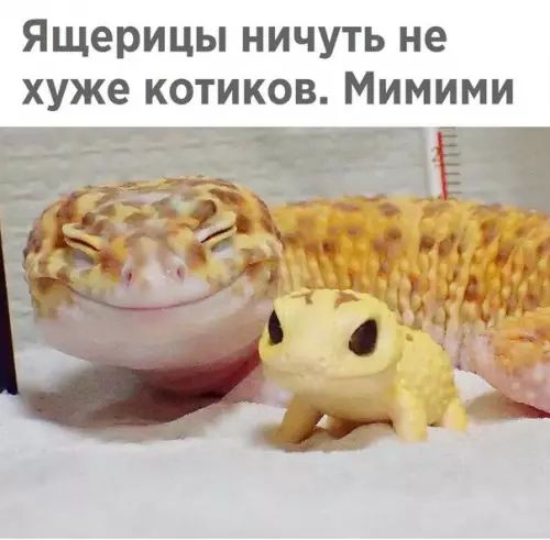 Смешная картинка №257161