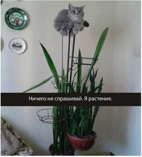 Смешная картинка №249472