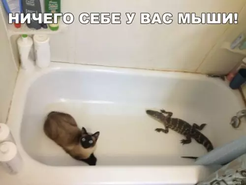 Смешная картинка №270208