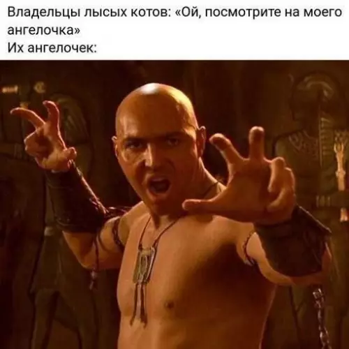 Смешная картинка №729724 Лысые коты Животные