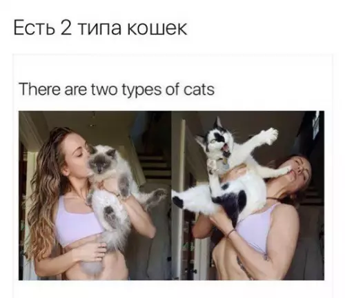 Смешная картинка №211866 кошки
