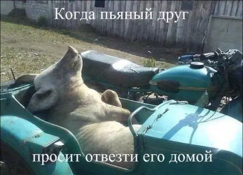 Смешная картинка №189675 друг