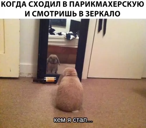 Смешная картинка №311821
