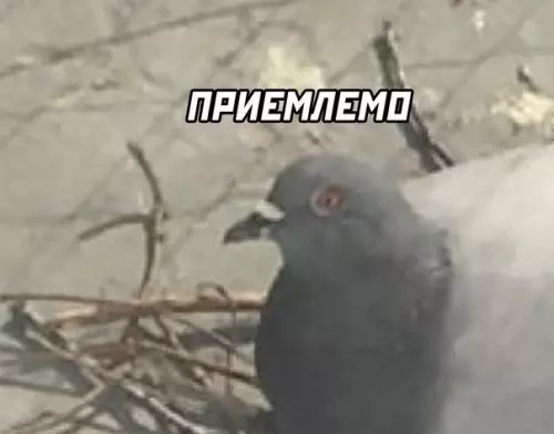 продолжение Смешная картинка №566696