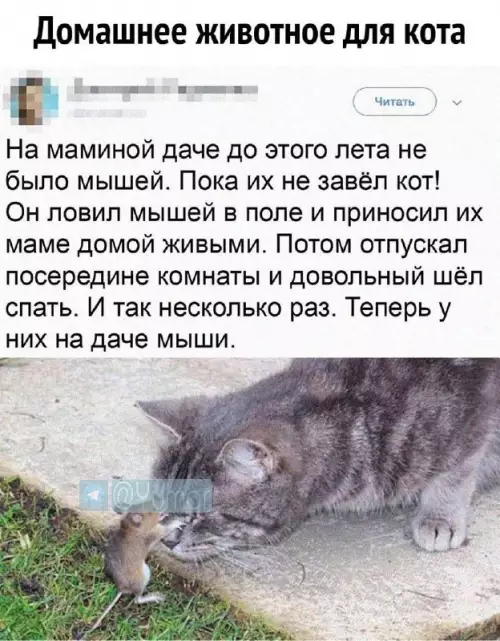 Смешная картинка №662497 Коты 