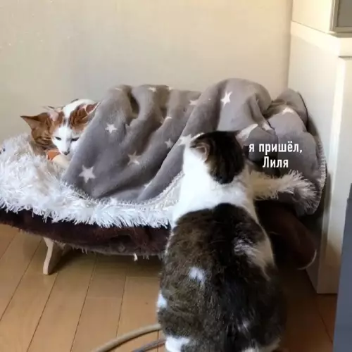 Лиля, я дома! 🐈 Приём, котейка! - я пришёл, Лиля