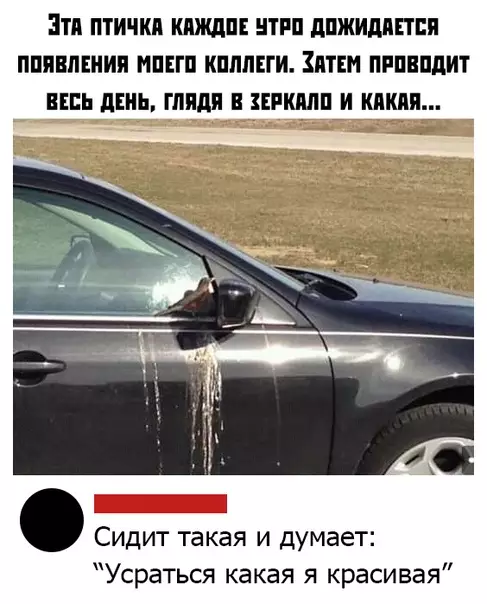 Смешная картинка №452895 Кажется, эта птичка что-то знает...