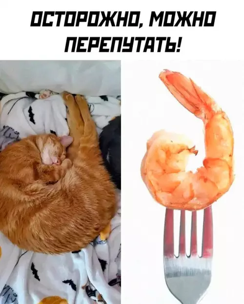Смешная картинка №710100 Коты