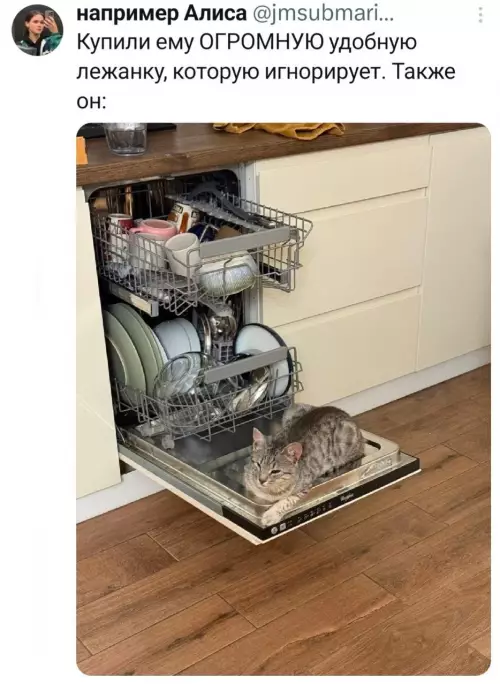 Кот и посудомоечная машина