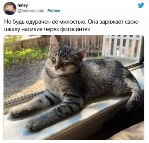 Смешная картинка №667835 Кошки 