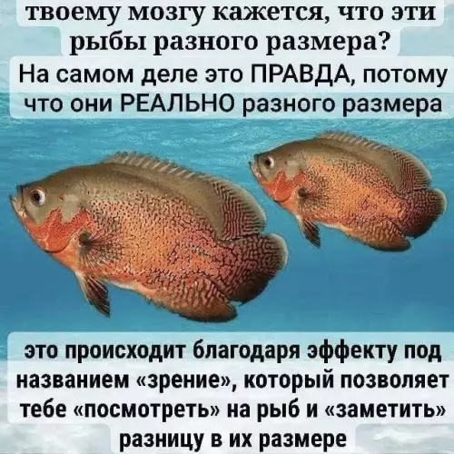 Смешная картинка №772282 Невероятно 