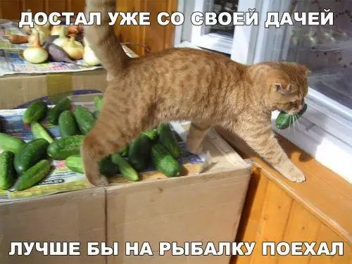 Смешная картинка №204407