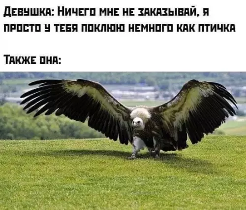 Смешная картинка №547259 Как-то так.