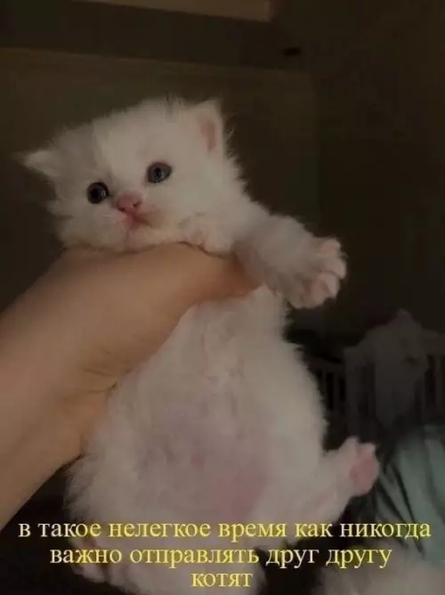 Смешная картинка №802298