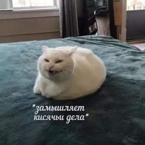 Смешная картинка №758200 Коварное коты