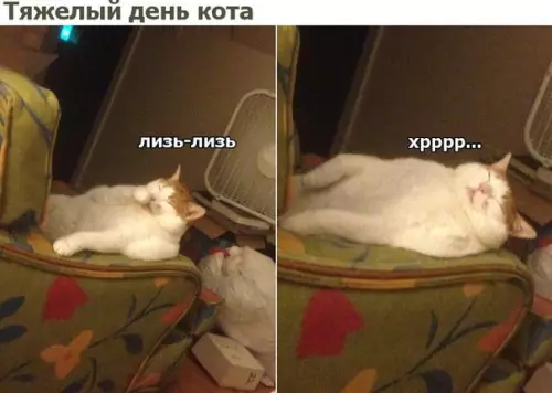 Смешная картинка №212717 кот, лень