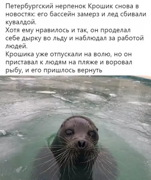 Смешная картинка №317524 Hастроение по жизни: Kpoшик.
