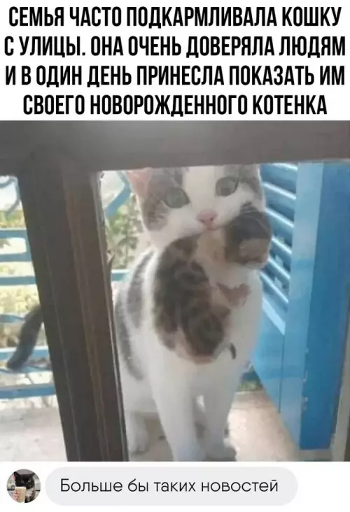Смешная картинка №685116 Коты