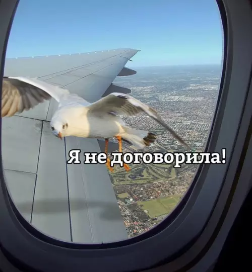 Смешная картинка №268582