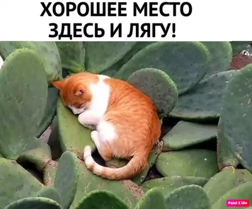 Смешная картинка №352570