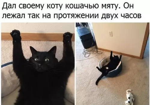 Смешная картинка №261203