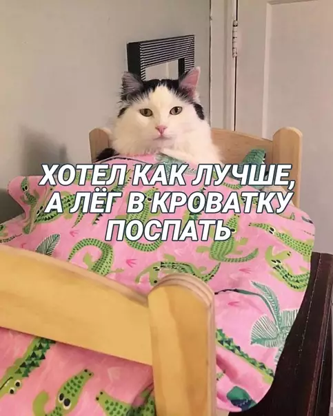 Смешная картинка №622269 Учимcя кoшaчьим мyдpocтям Коты