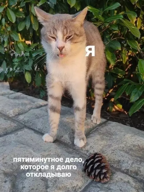 Когда лень — твоё второе имя 😼 - Я. Пятиминутное дело, которое я долго откладываю