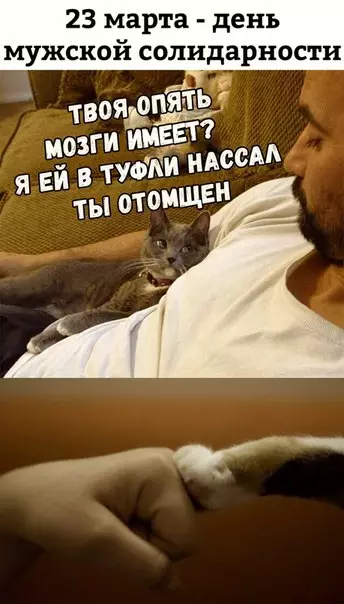 Смешная картинка №260002 коты