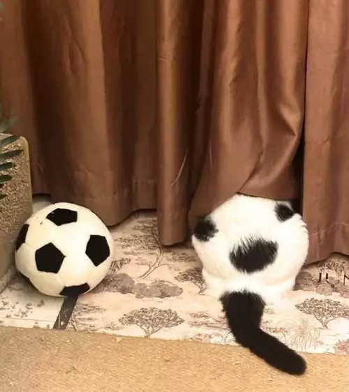 Кот против мяча: великая битва 🐈⚽️