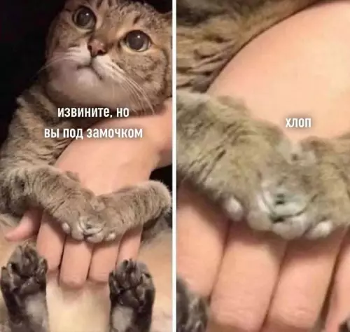 Смешная картинка №664315 Коты