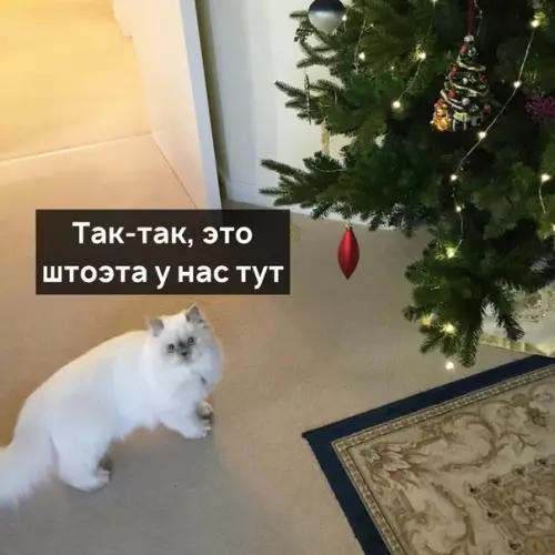 Смешная картинка №543807 Когда вызвал специалиста по новогоднему настроению