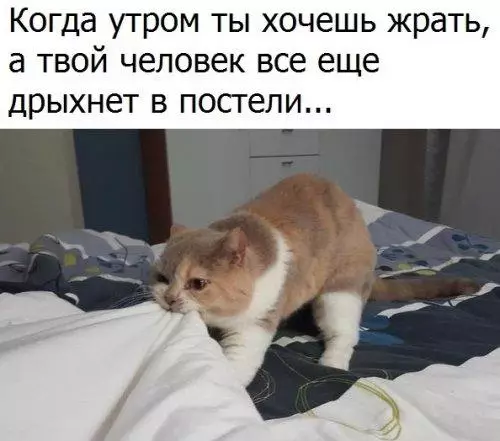 Смешная картинка №174962 коты